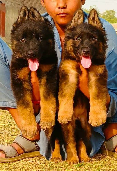 long coat German Shepherd pair have is born teacher 2 month for sale 1