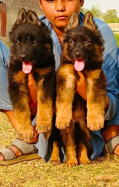 long coat German Shepherd pair have is born teacher 2 month for sale 2