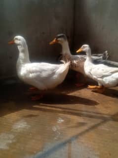 white Australian duck Pair for Sale