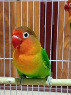 lovebird green fisher 0