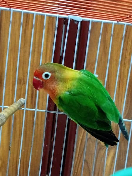 lovebird green fisher 2