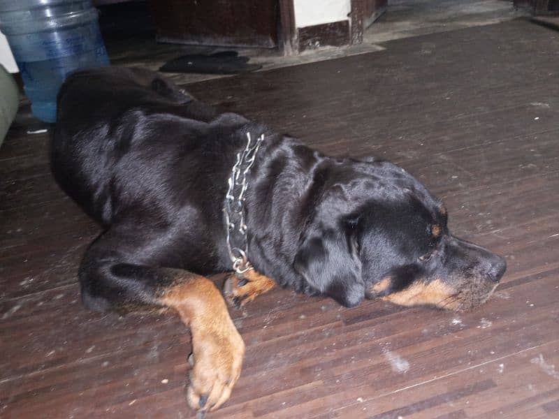 Female adult rottweiler 0