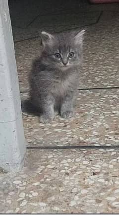 Persian kitten in smokey grey