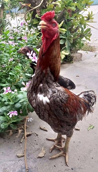 Pair of Aseel Thai hen and rooster 2