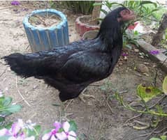 Pair of Aseel Thai hen and rooster