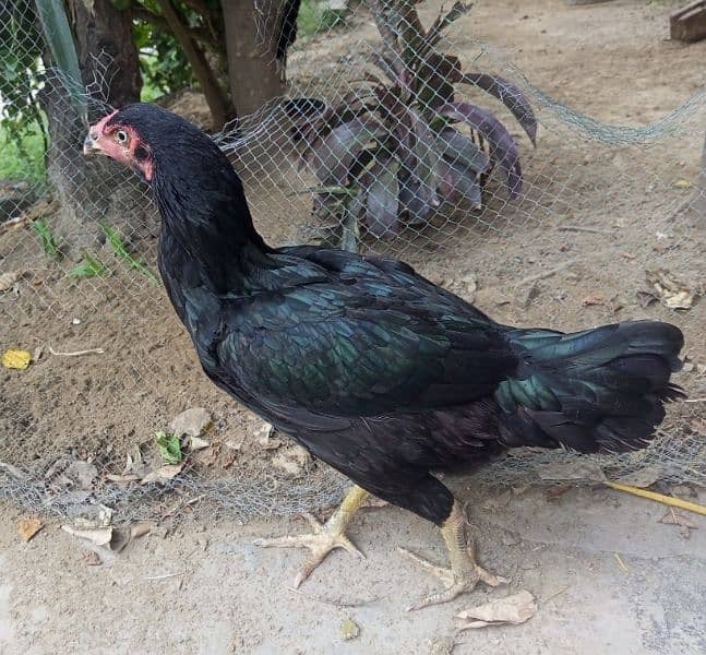 Pair of Aseel Thai hen and rooster 1