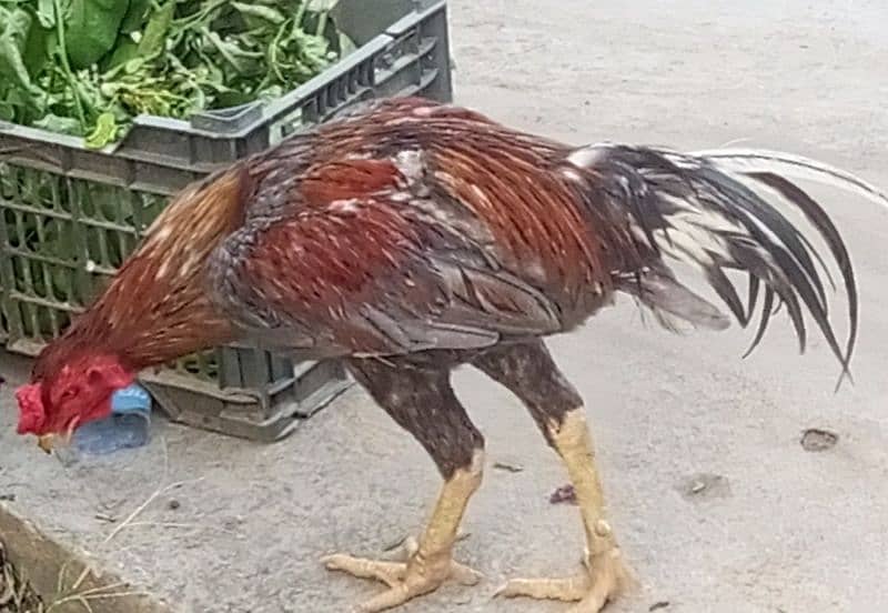 Pair of Aseel Thai hen and rooster 3