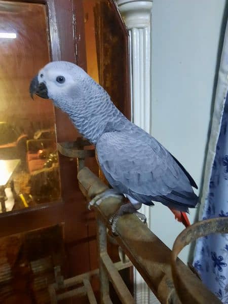 AFRICAN GREY PARROT FOR SALE 0