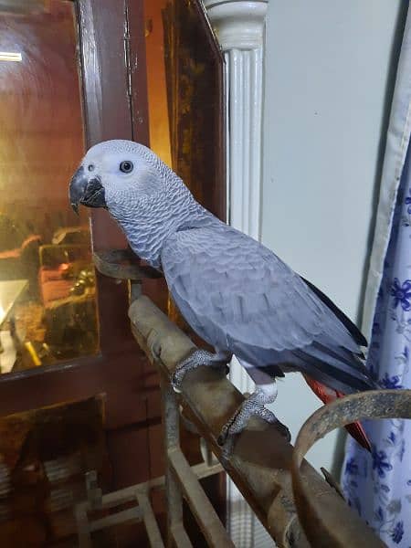 AFRICAN GREY PARROT FOR SALE 1