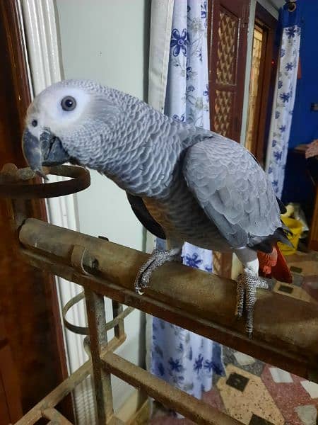 AFRICAN GREY PARROT FOR SALE 2