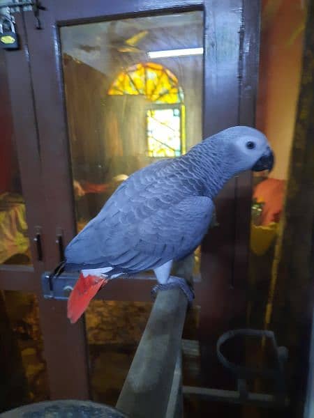 AFRICAN GREY PARROT FOR SALE 3