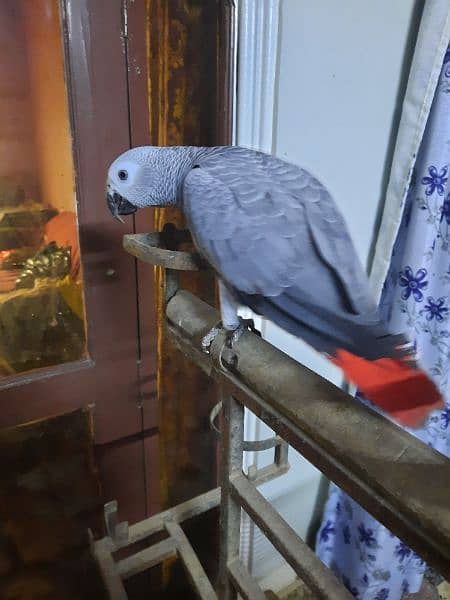 AFRICAN GREY PARROT FOR SALE 4