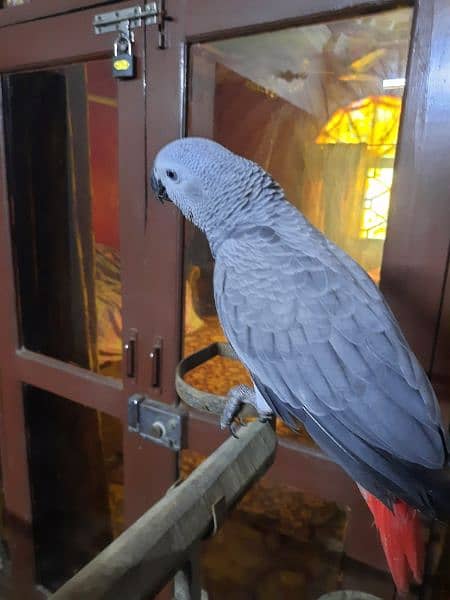 AFRICAN GREY PARROT FOR SALE 5