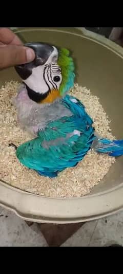 Bule  Gold  Macaw  Chick  Available.