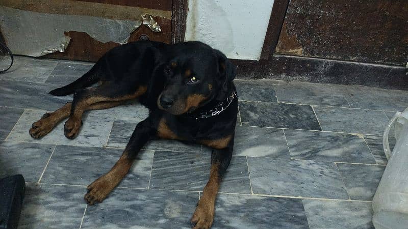 Female adult rottweiler 3