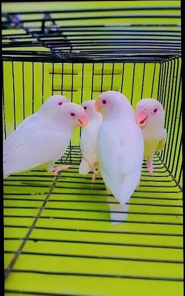 Albino Red eye adult 03248531614 0