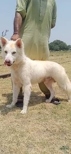 white husky male for sale family dog full active