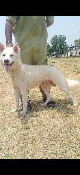 white husky male for sale family dog full active 1