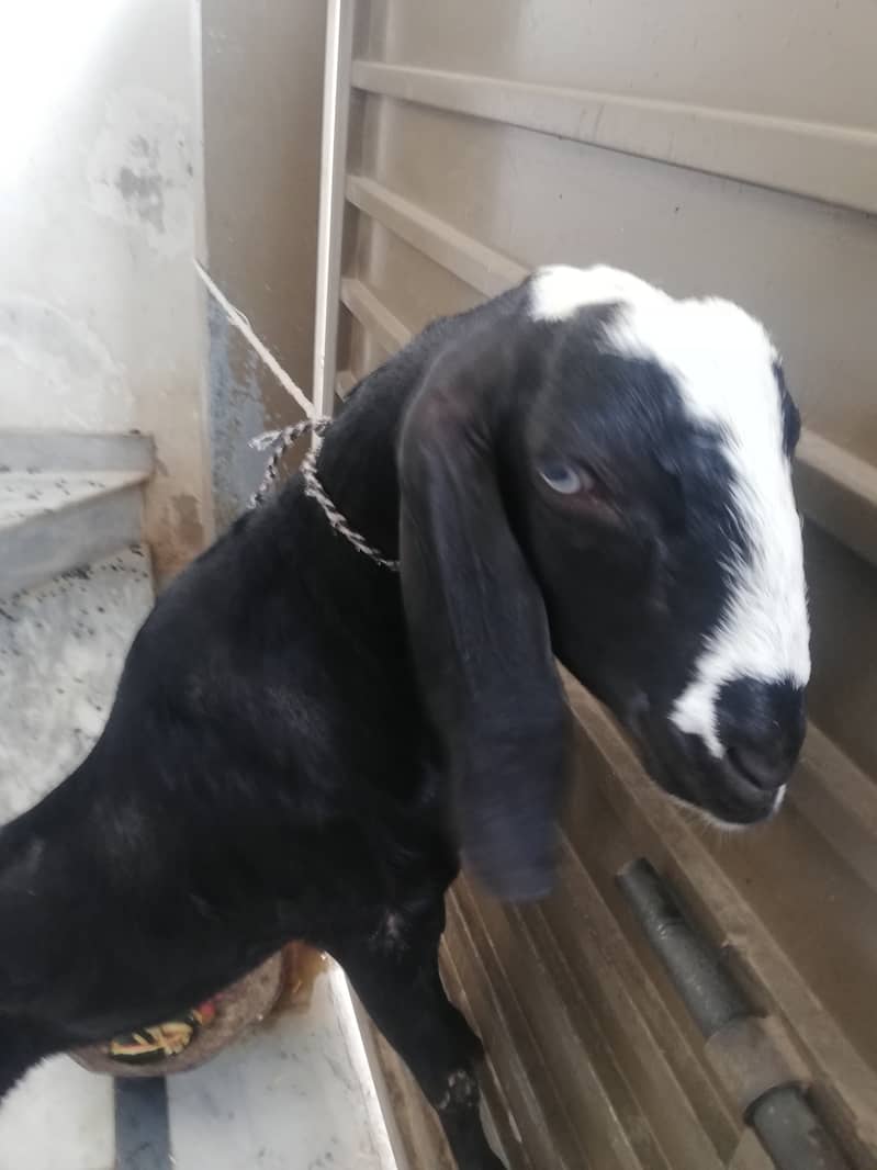 Goat for Sale on Adyala Road Rawalpindi 0