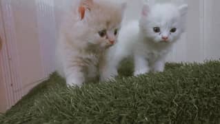 Persian male kittens(2)