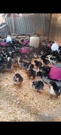 astrolop chicks available