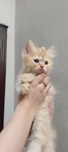 Pure Persian kitten for sell