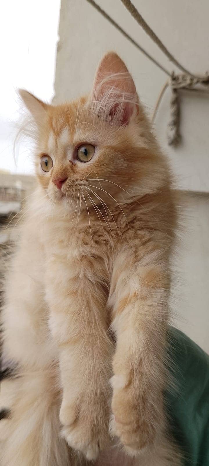 Pure Persian kitten for sell 3