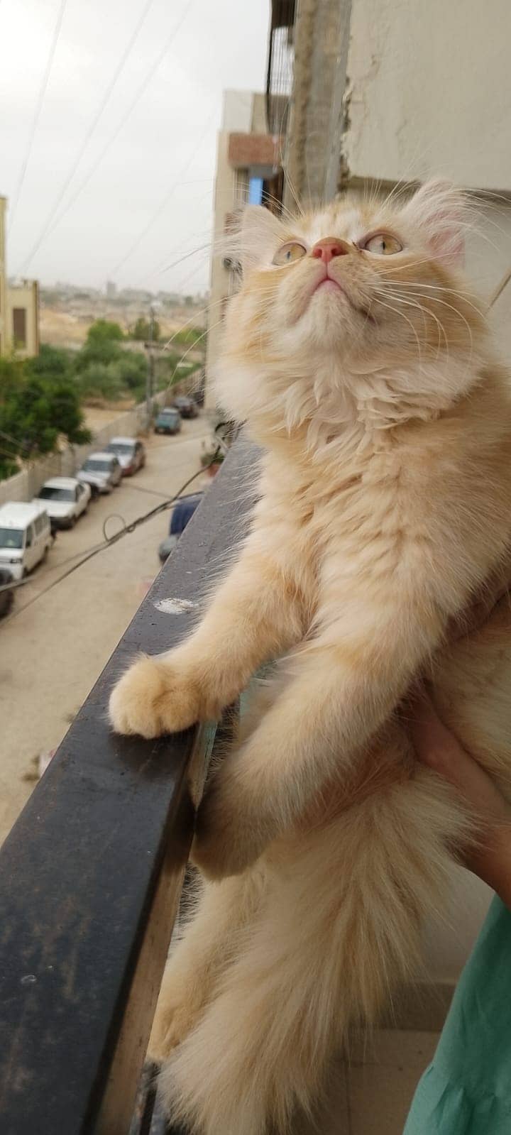 Pure Persian kitten for sell 4