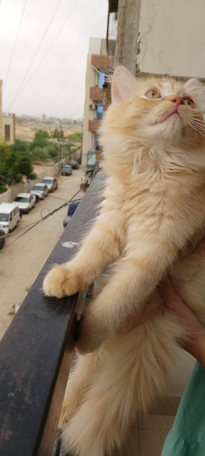 Pure Persian kitten for sell 8