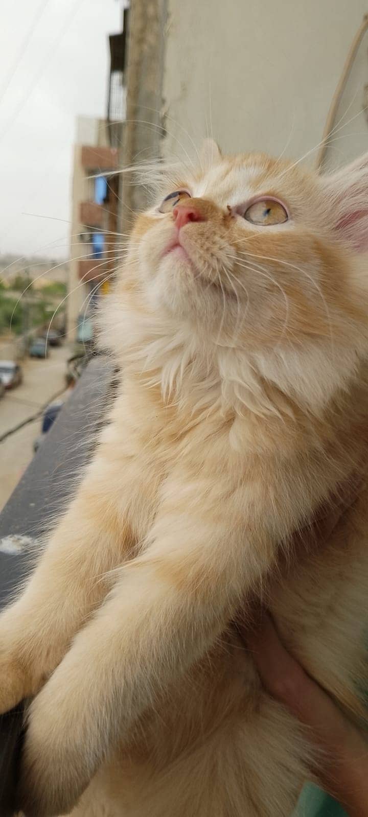 Pure Persian kitten for sell 9
