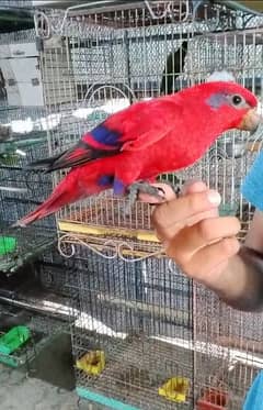 Red Moluccan lory/03152248124