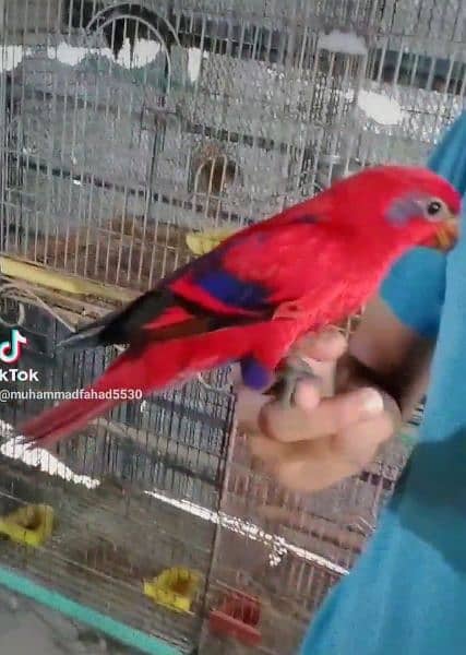 Red Moluccan lory/03152248124 1