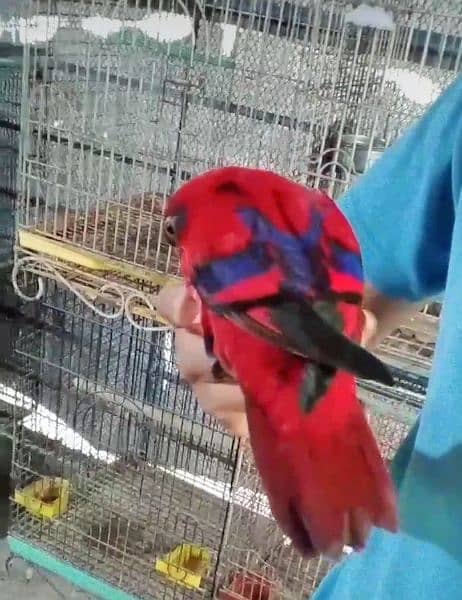 Red Moluccan lory/03152248124 3