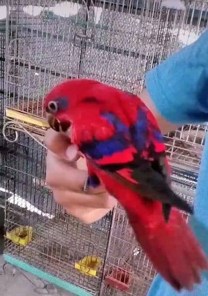 Red Moluccan lory/03152248124 4