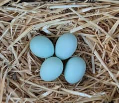Araucana Blue Eggs Hens