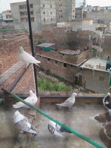 sentient pigeons 2