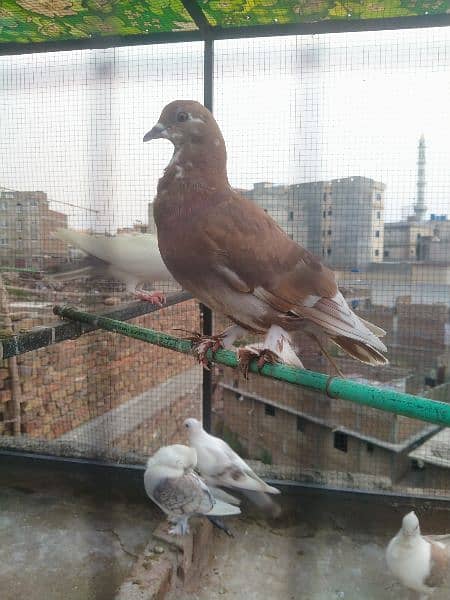 sentient pigeons 9