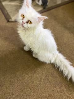 pure white Persian female triple coated cat
