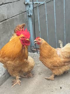 Golden Buff pair 1 male 2 female egg laying hens