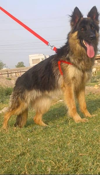 German shepherd female full long cort show quality female 1