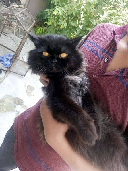 Persian cat for sale 1