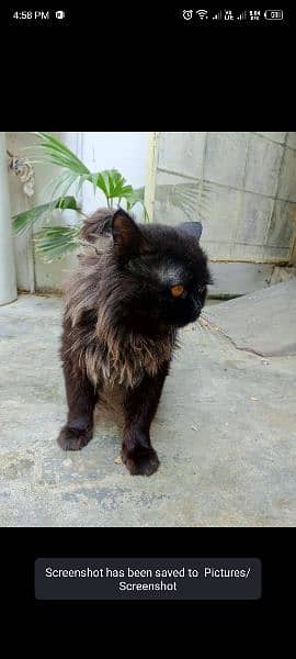 Persian cat for sale 3