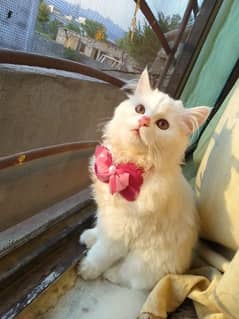 Persian kittens / Double Coated / Punch Face kittens For Sale