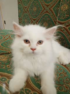 persian cat semi punch face