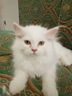 persian cat semi punch face 0