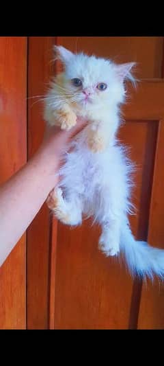 Persian male kitten cat punch face