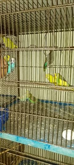 Budgies For Sale At Reasonable Price In Gujranwala Only