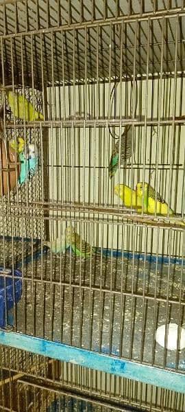 Budgies For Sale At Reasonable Price In Gujranwala Only 0