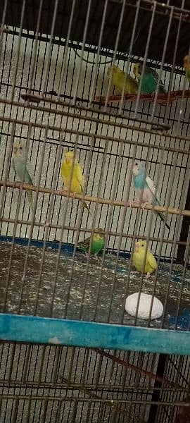 Budgies For Sale At Reasonable Price In Gujranwala Only 1