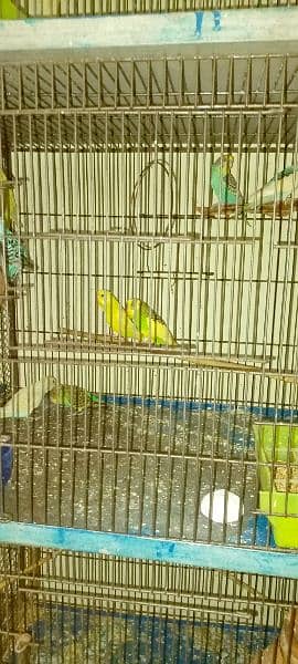 Budgies For Sale At Reasonable Price In Gujranwala Only 2